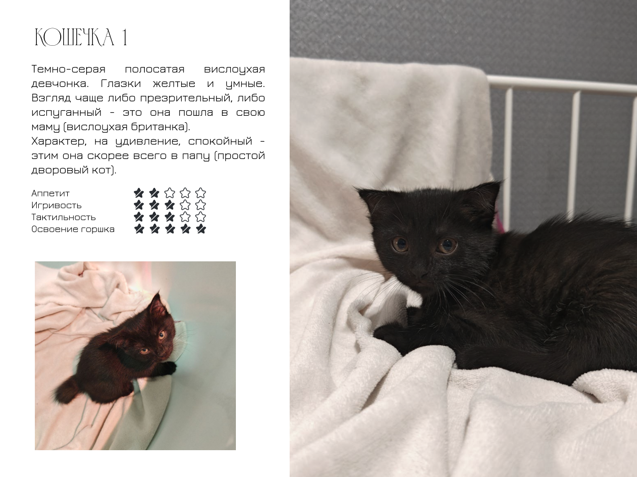 Котята на Авито — Изображение №2 — Маркетинг на Dprofile