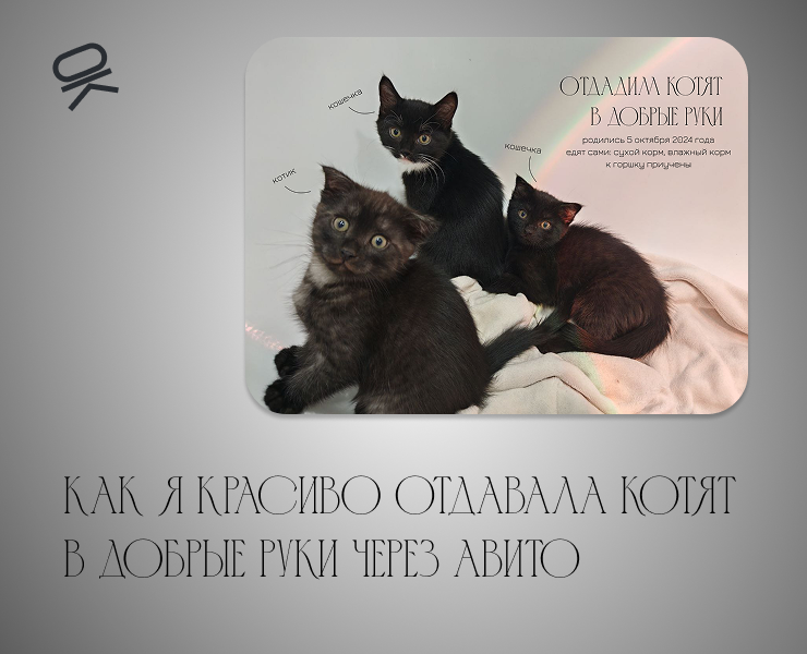 Котята на Авито — Маркетинг на Dprofile