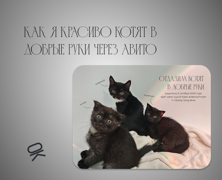 Котята на Авито — Маркетинг на Dprofile