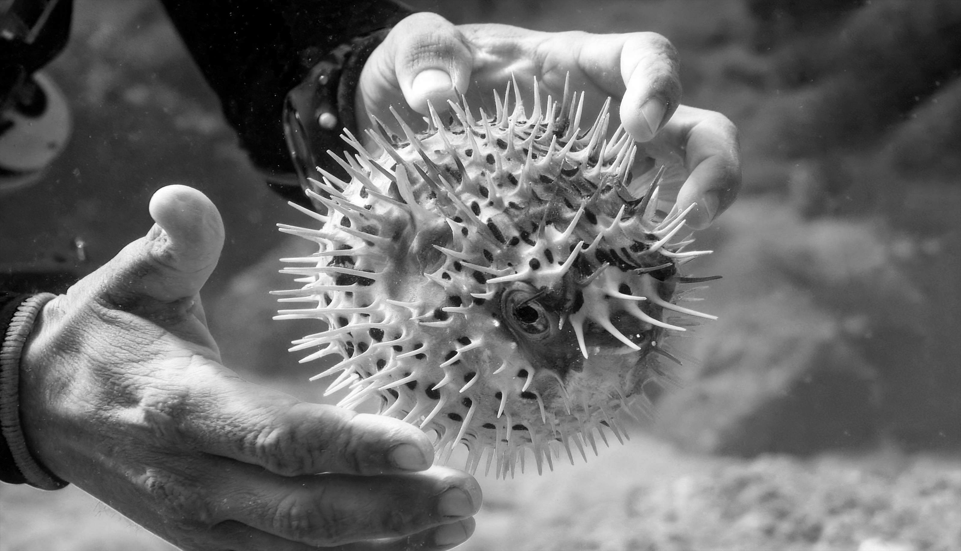 Концепт часов  «Fugu» — Изображение №1 — 3D, Промдизайн на Dprofile