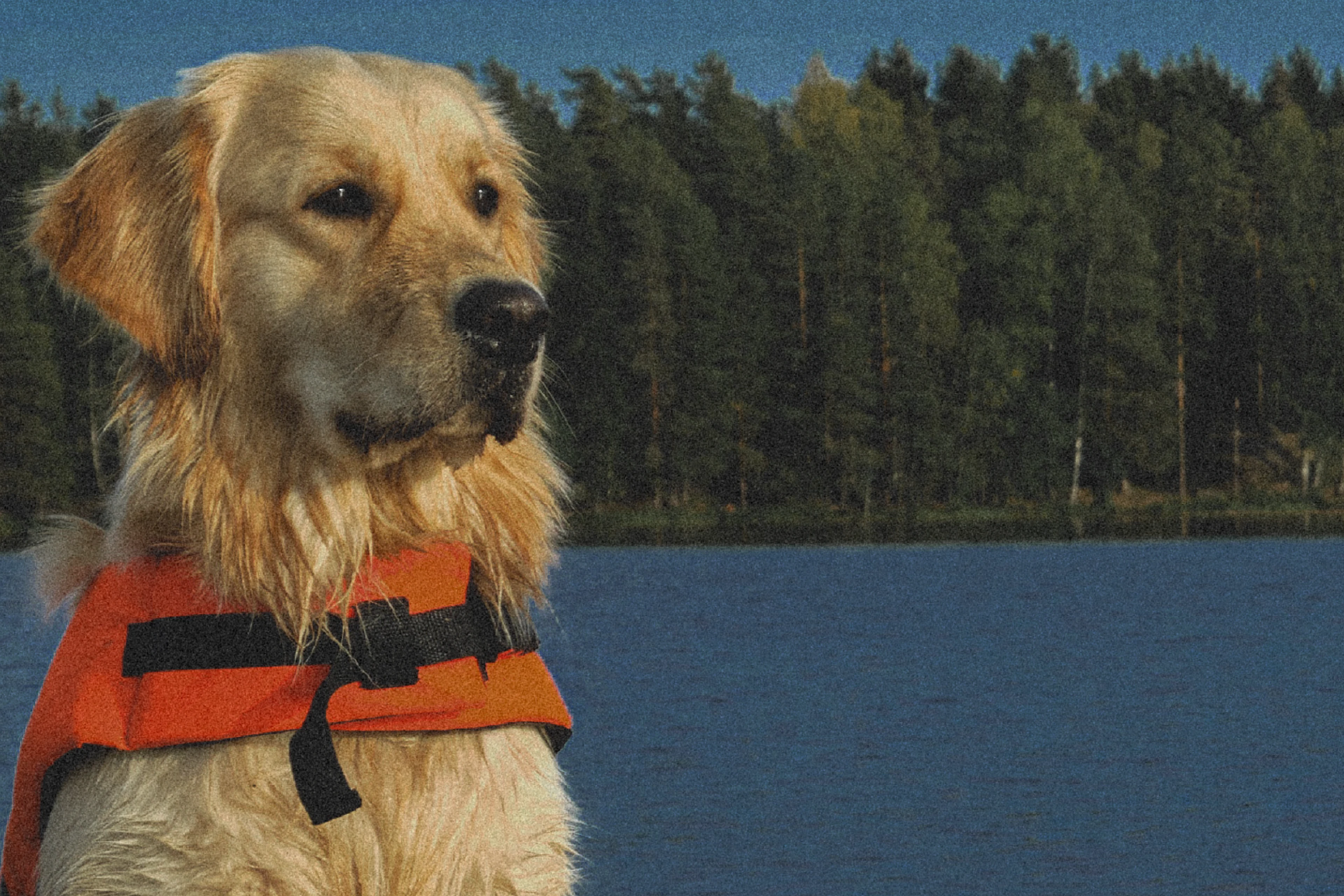 wifey / animal travel organization identity — Изображение №8 — Брендинг на Dprofile