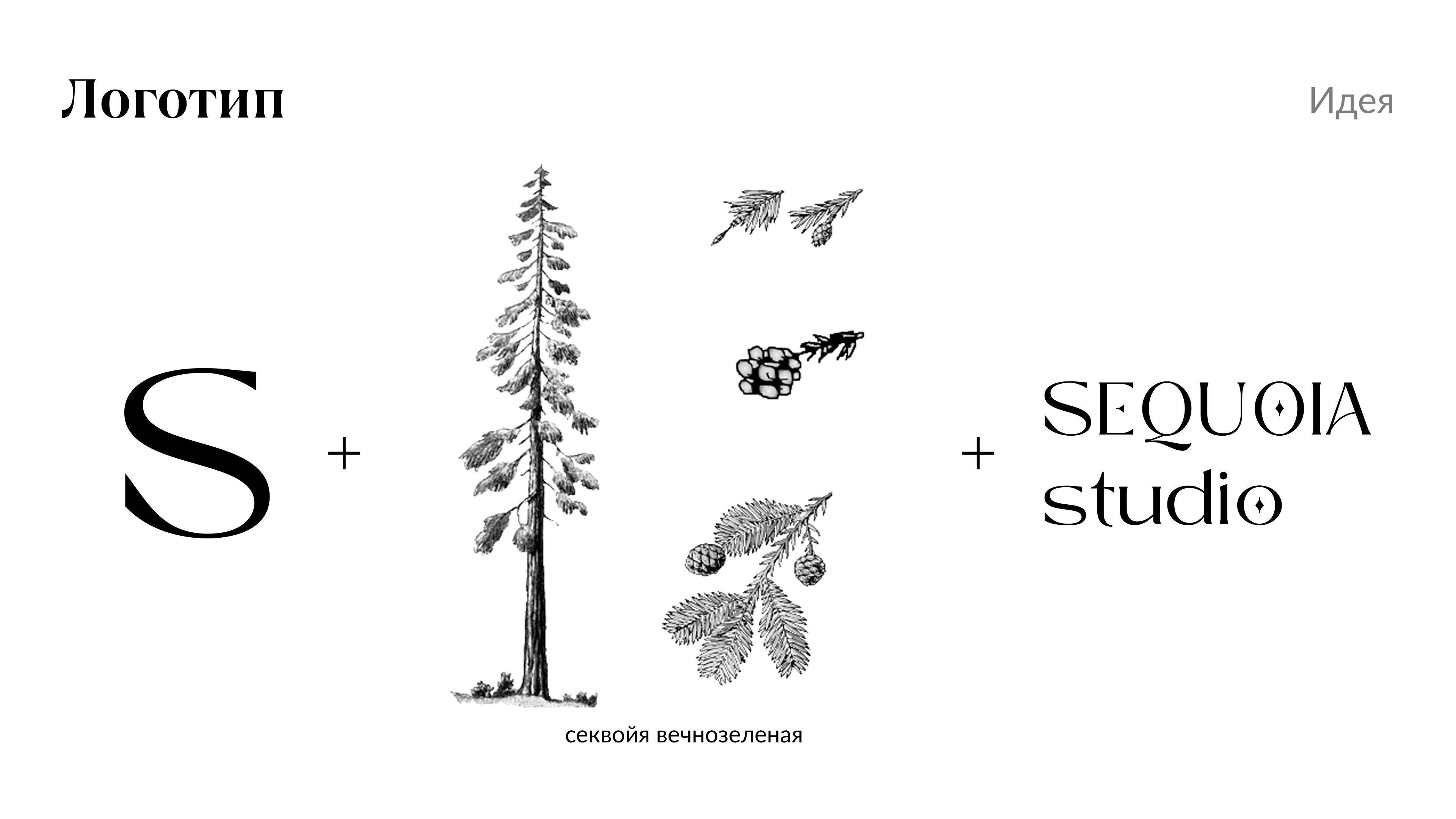 Фирменный стиль для мастерской Sequoia Studio, — Изображение №8 — Брендинг, Графика на Dprofile