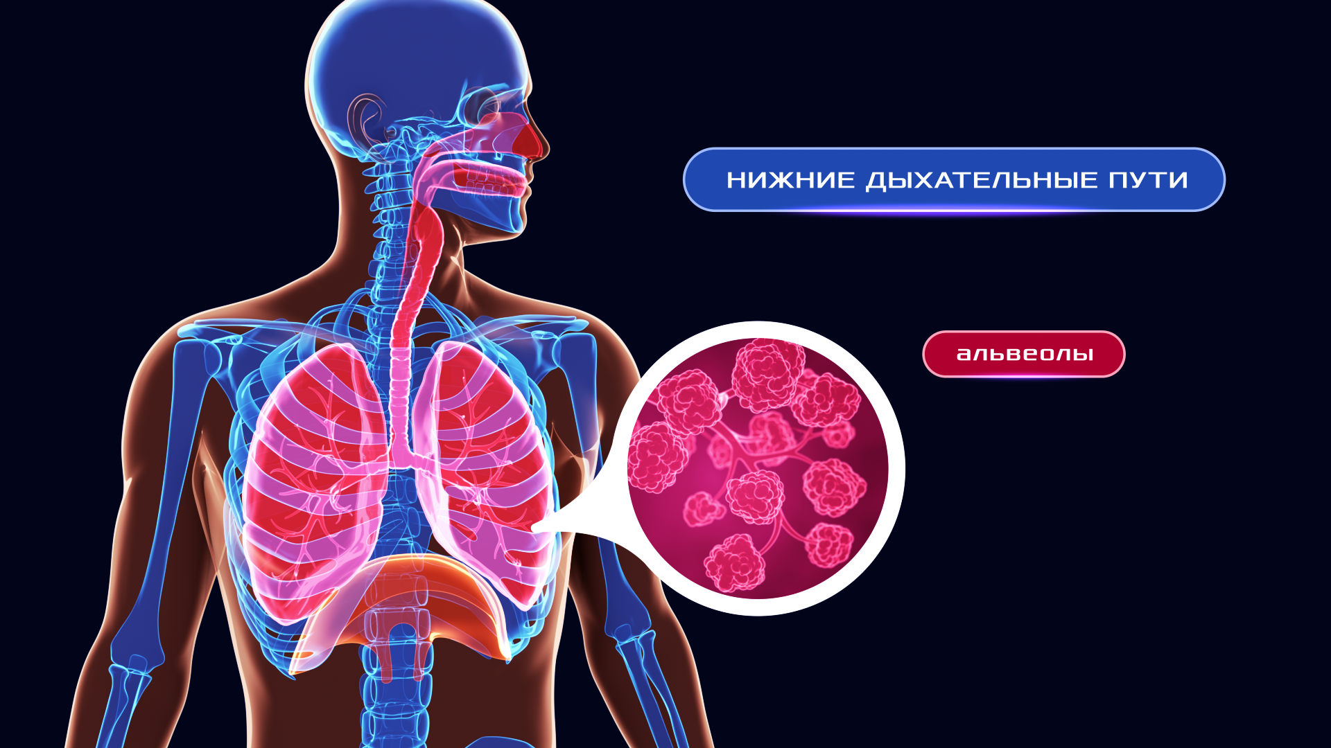 Анимационный ролик «Аква Вита» — Изображение №4 — 3D, Анимация на Dprofile