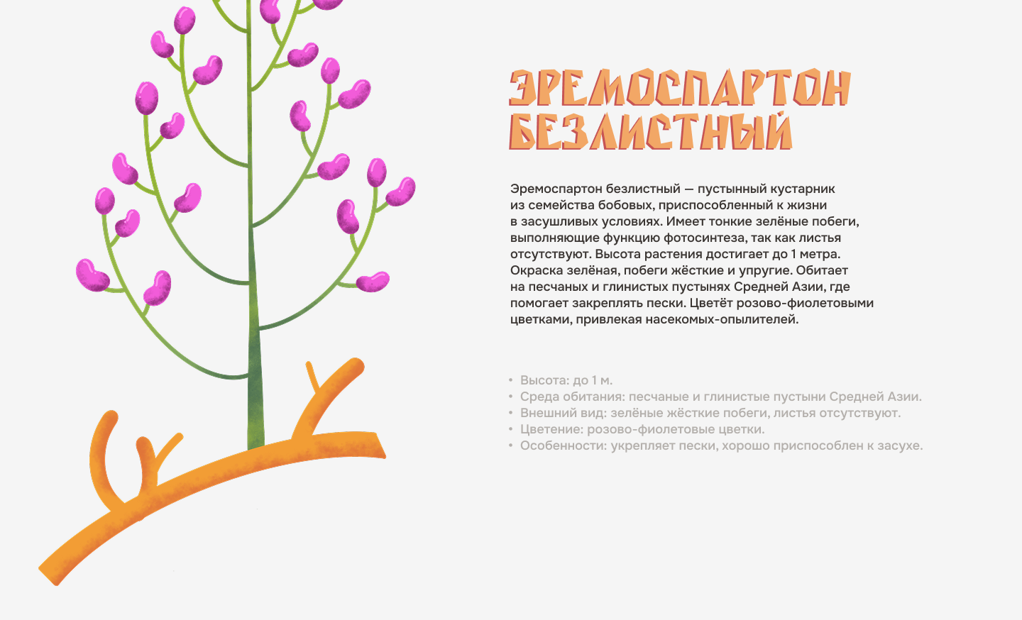 Иллюстрации для лендинга о бархане Сары-Кум — Изображение №10 — Иллюстрация на Dprofile