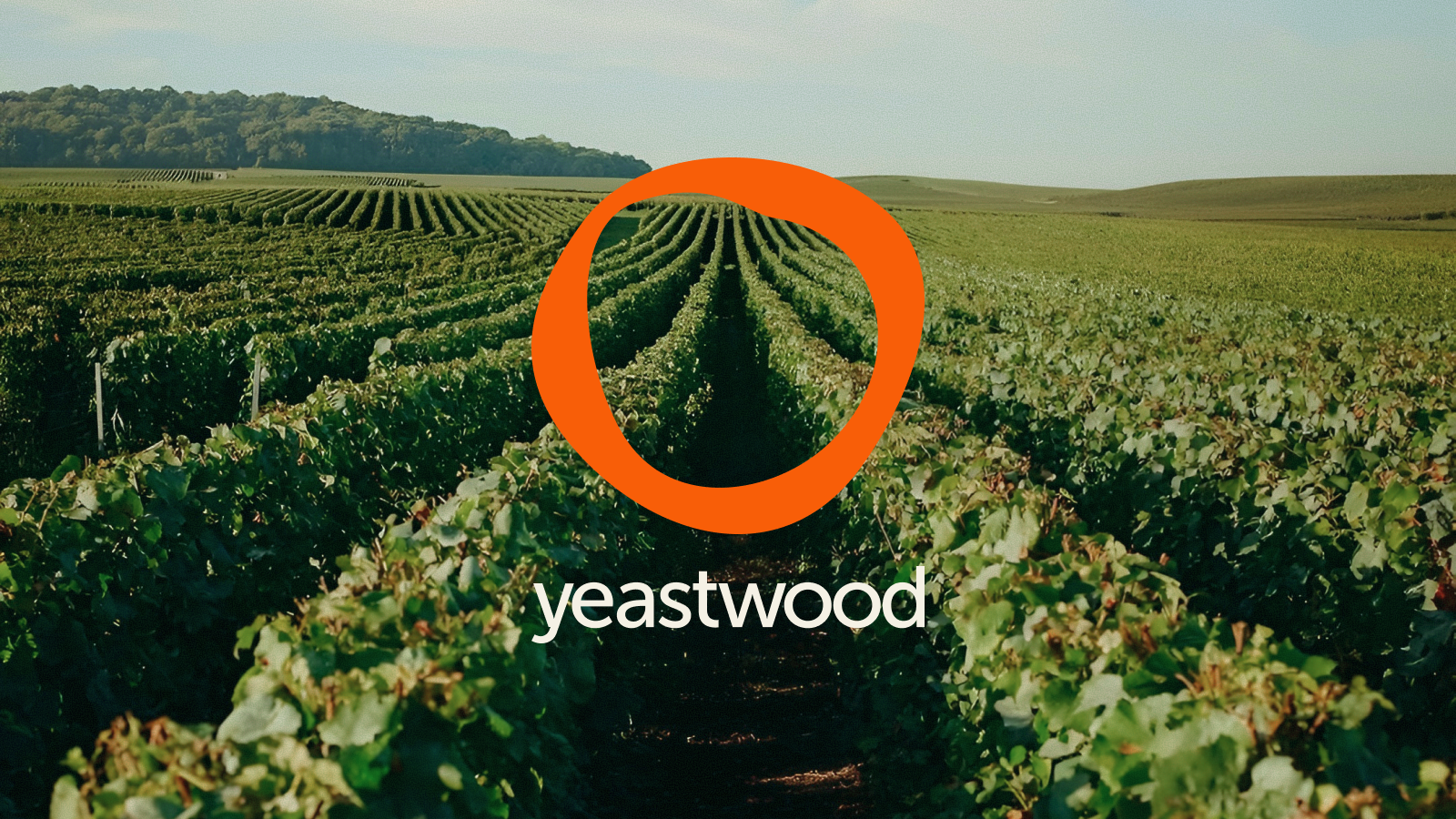 yeastwood | брендинг — Изображение №1 — Брендинг на Dprofile