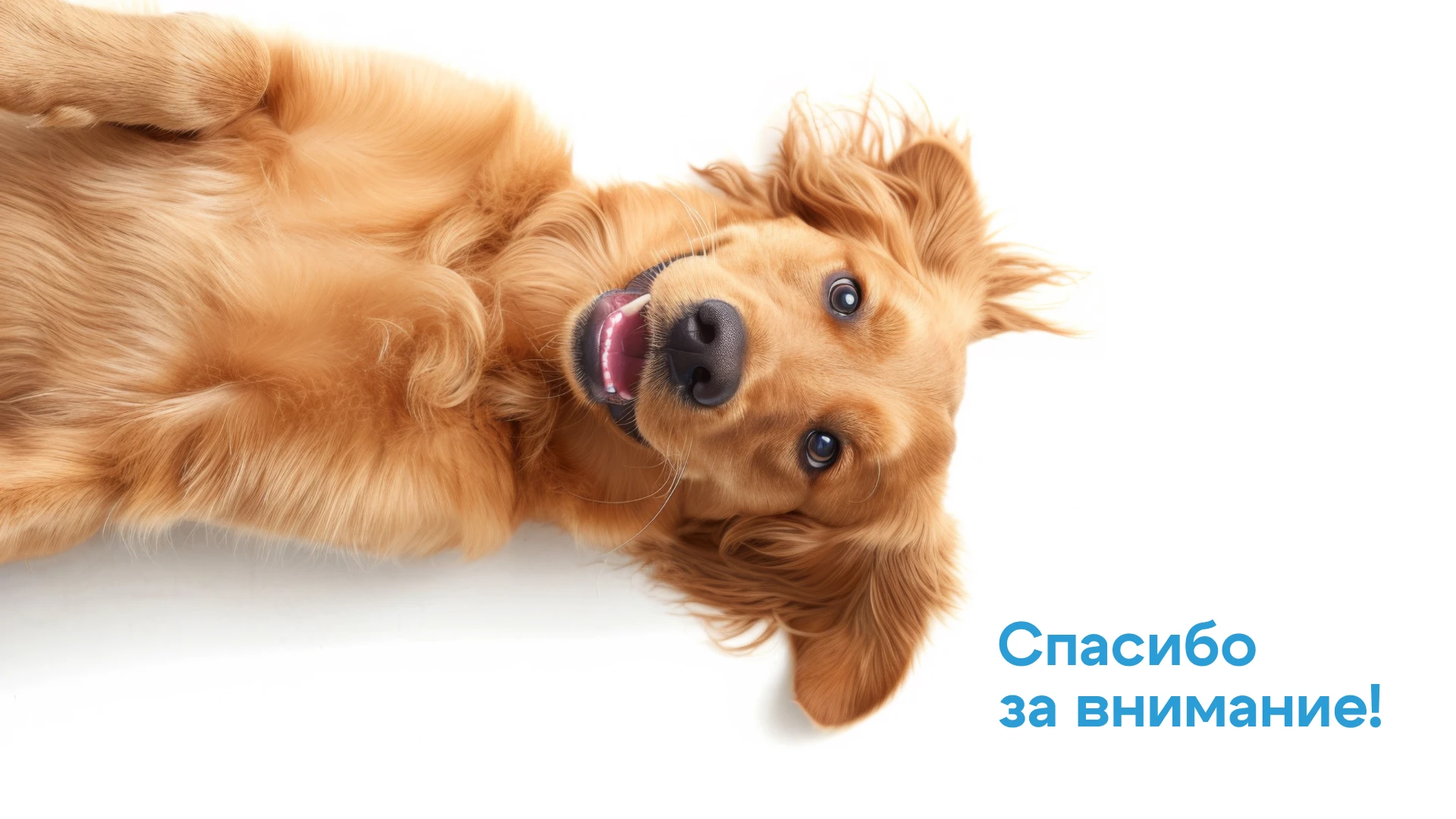 Ветеринарная клиника docdog. | Логотип — Изображение №7 — Брендинг, Графика на Dprofile