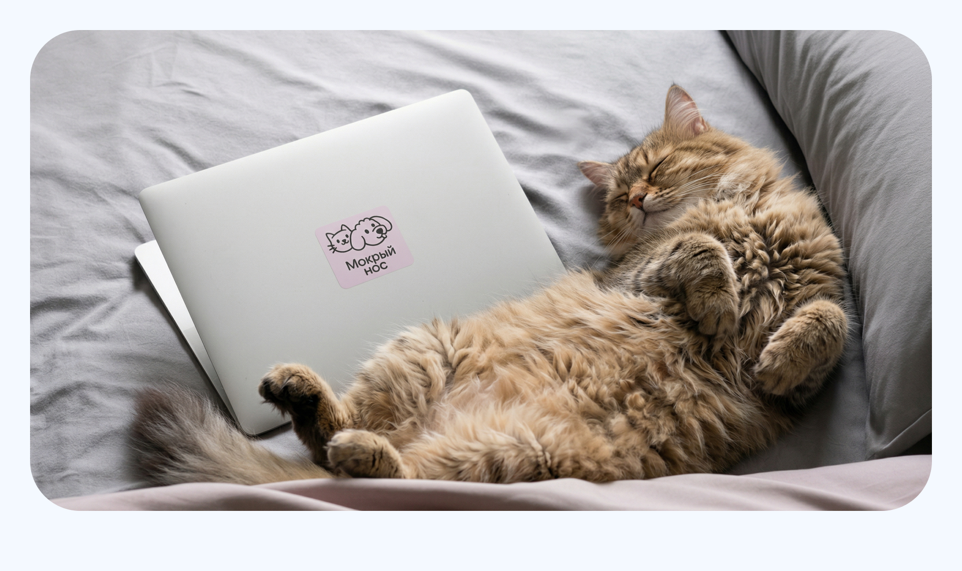 Мобильное приложение «Мокрый нос» — Изображение №3 — Интерфейсы на Dprofile