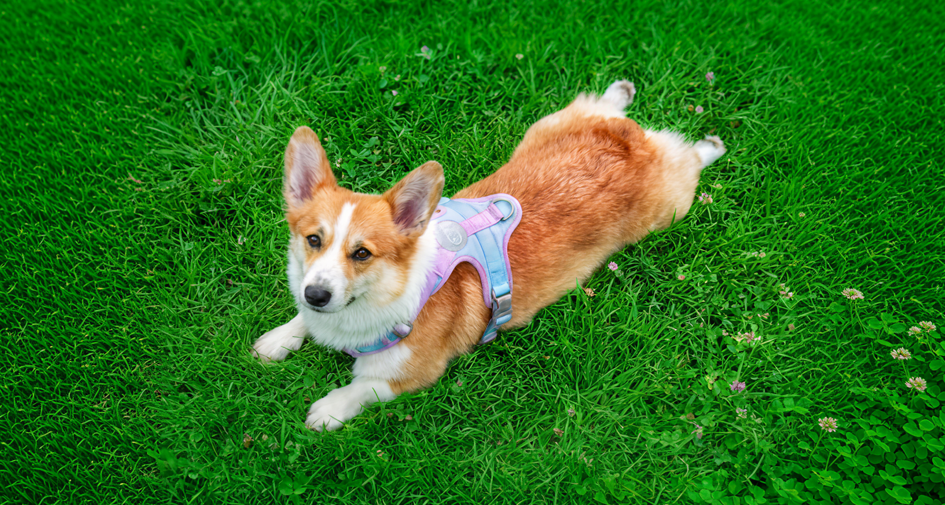 Мобильное приложение «Мокрый нос» — Изображение №8 — Интерфейсы на Dprofile