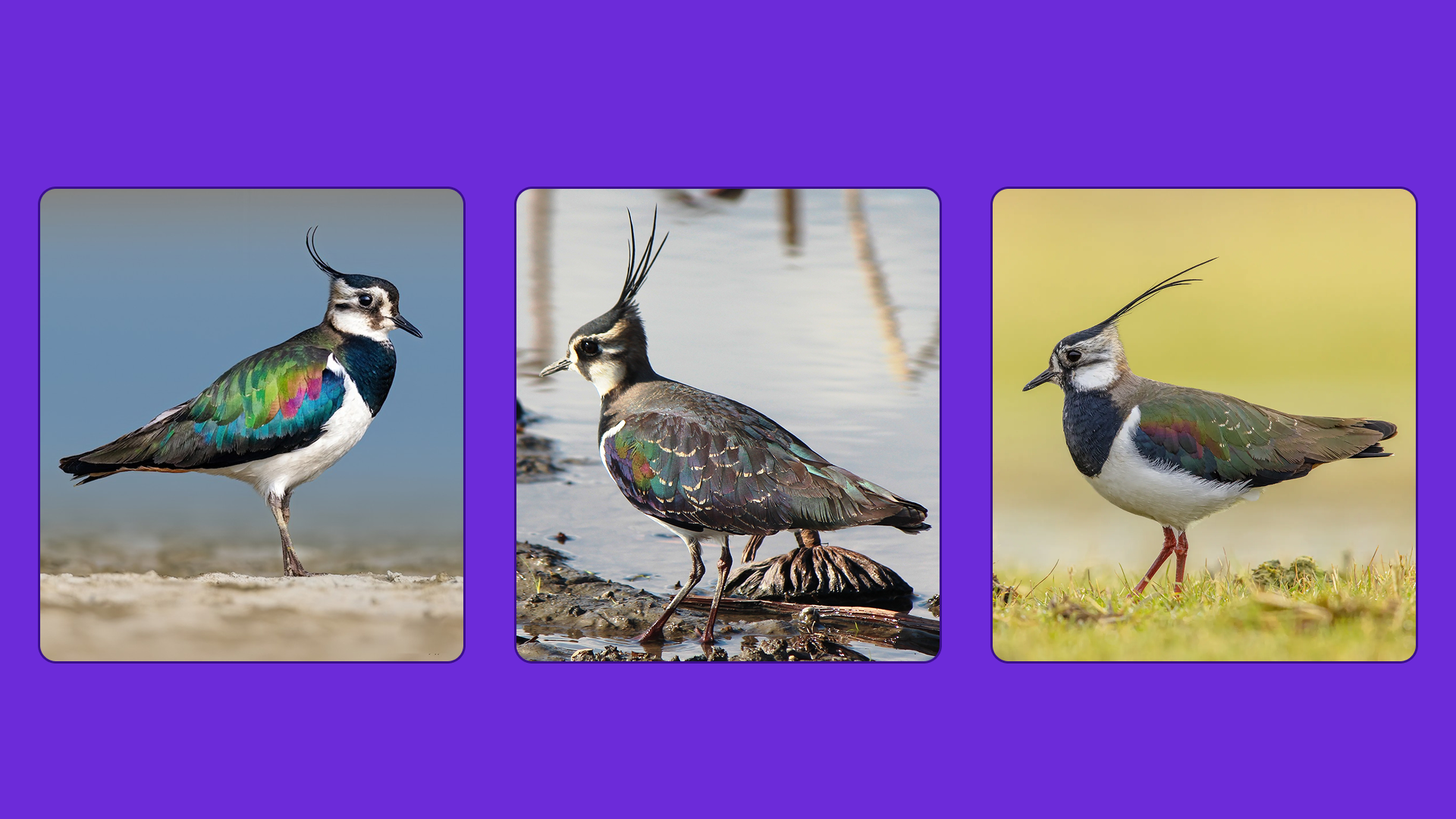 Маскот Vanellus vanellus (CHIBIS) — Изображение №3 — Брендинг, Иллюстрация на Dprofile