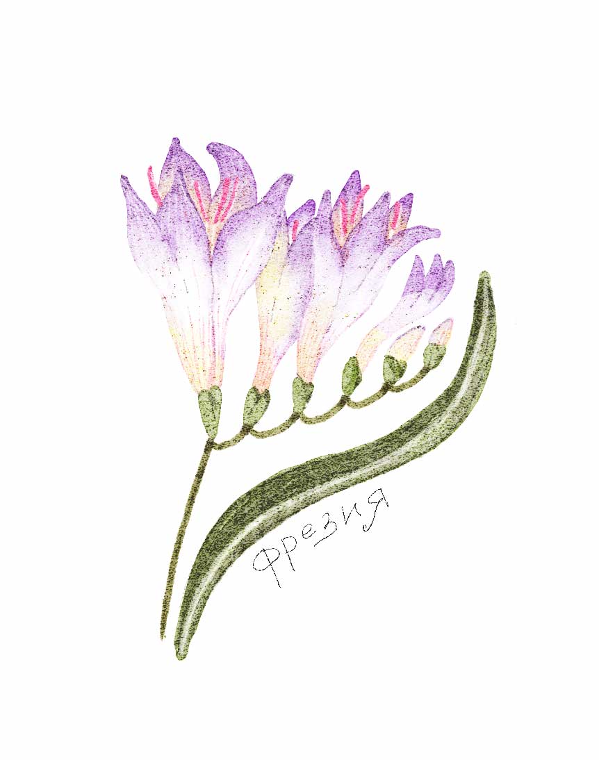 Ботанические иллюстрации — Изображение №28 — Иллюстрация, Графика на Dprofile