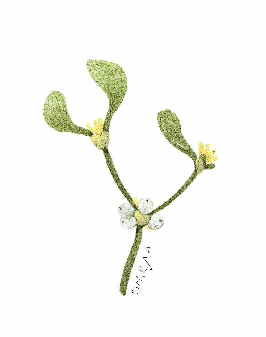 Ботанические иллюстрации — Изображение №14 — Иллюстрация, Графика на Dprofile