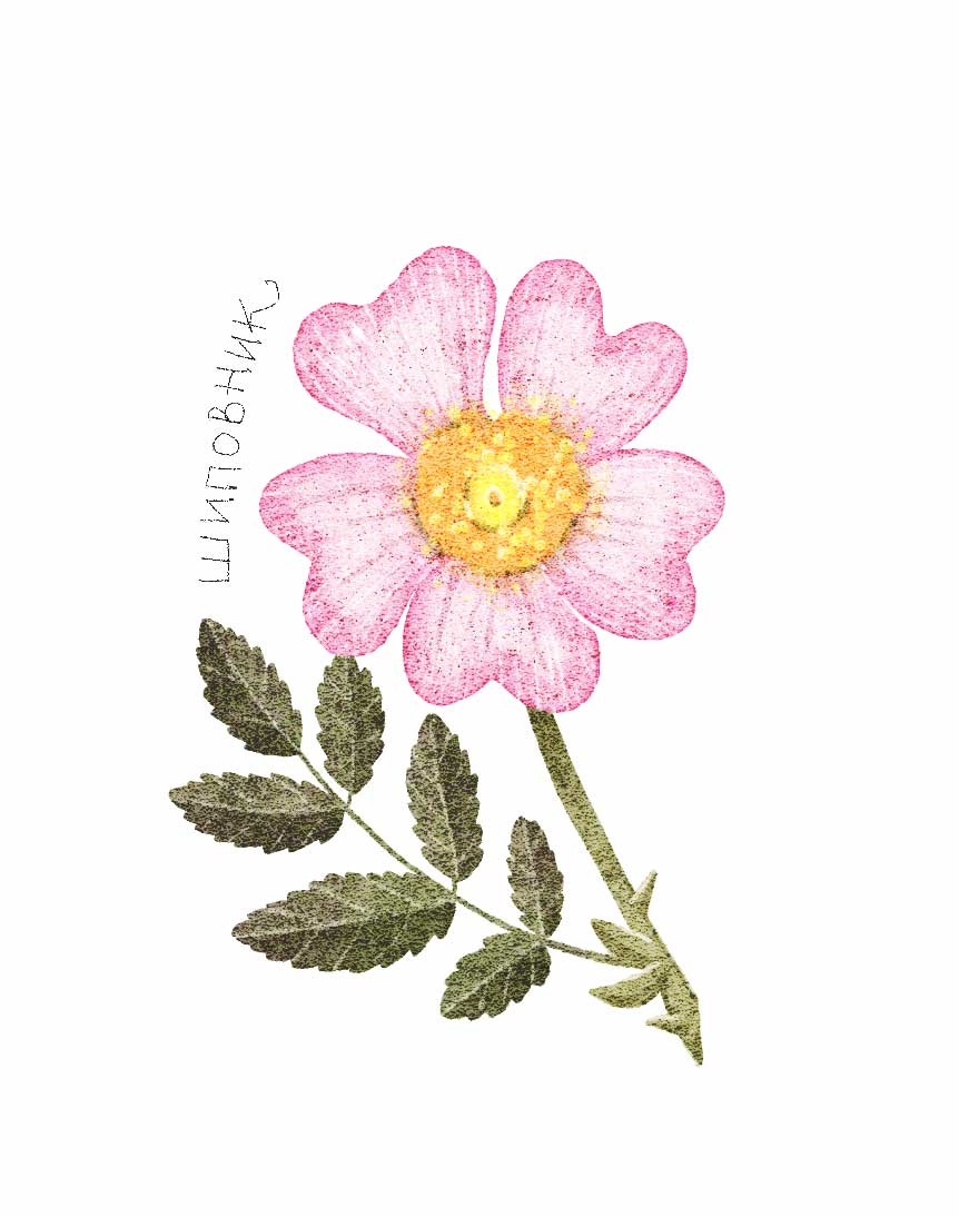 Ботанические иллюстрации — Изображение №10 — Иллюстрация, Графика на Dprofile