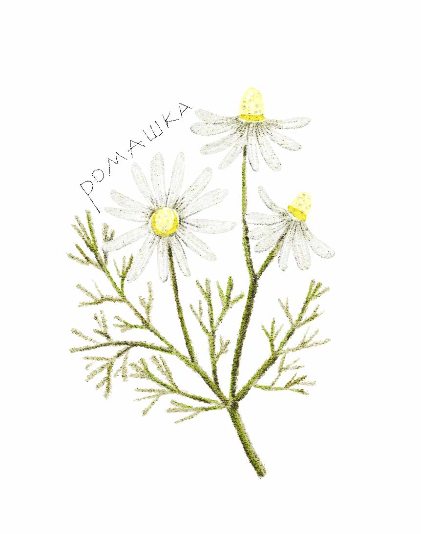 Ботанические иллюстрации — Изображение №25 — Иллюстрация, Графика на Dprofile