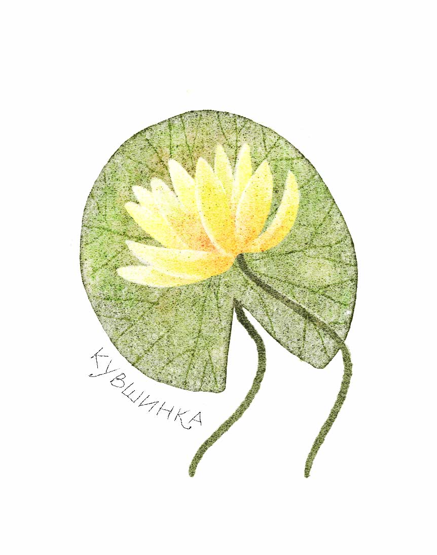 Ботанические иллюстрации — Изображение №8 — Иллюстрация, Графика на Dprofile