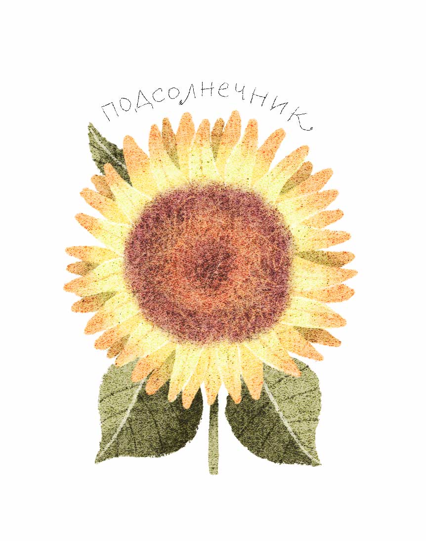 Ботанические иллюстрации — Изображение №40 — Иллюстрация, Графика на Dprofile