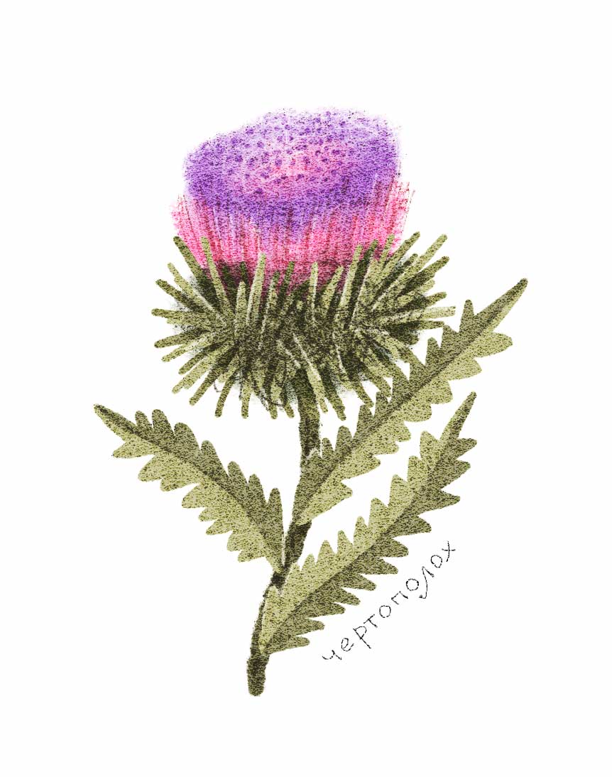 Ботанические иллюстрации — Изображение №2 — Иллюстрация, Графика на Dprofile