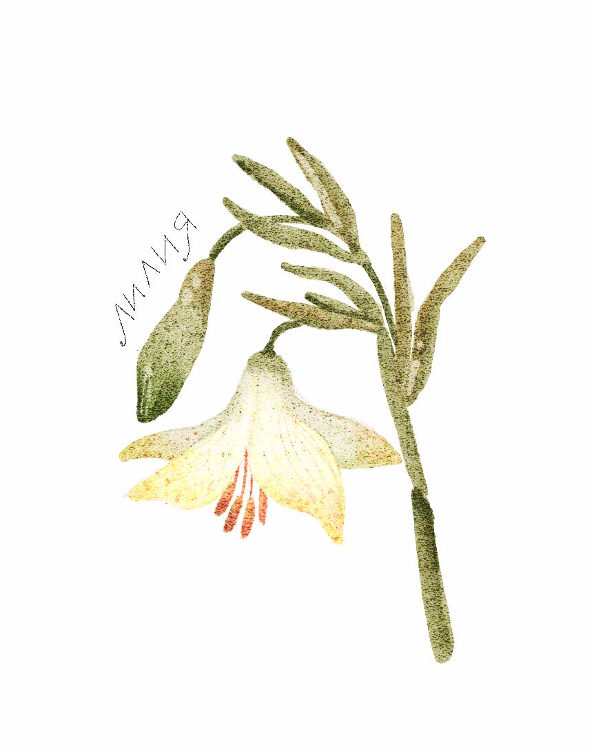 Ботанические иллюстрации — Изображение №27 — Иллюстрация, Графика на Dprofile