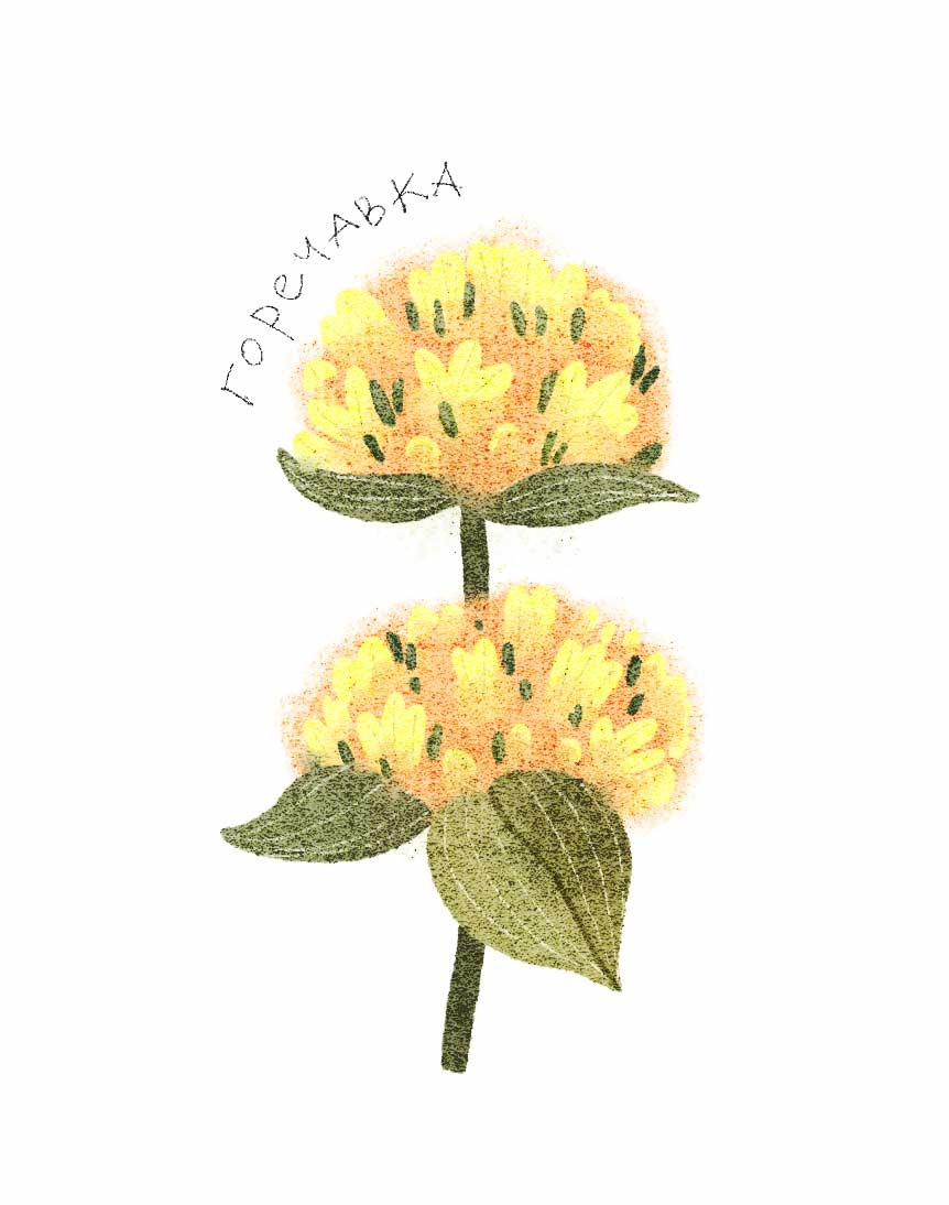 Ботанические иллюстрации — Изображение №20 — Иллюстрация, Графика на Dprofile