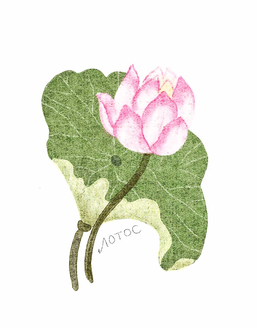 Ботанические иллюстрации — Изображение №33 — Иллюстрация, Графика на Dprofile