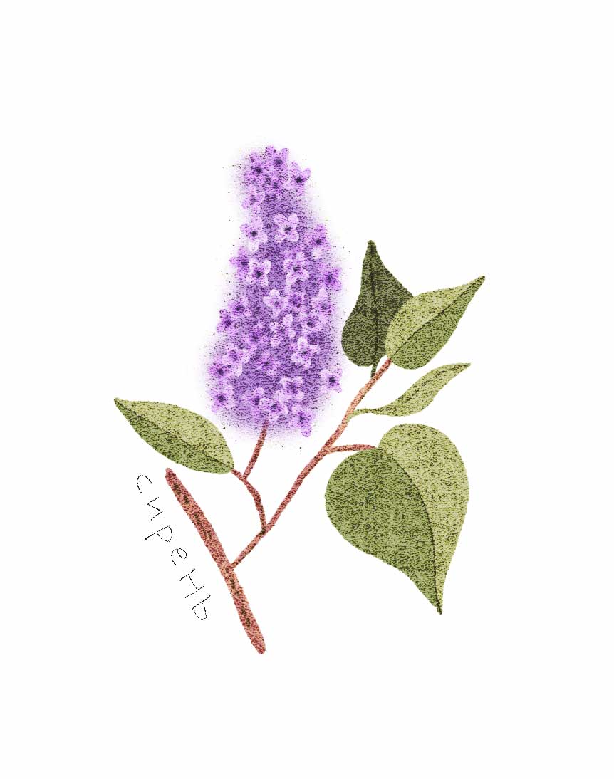 Ботанические иллюстрации — Изображение №26 — Иллюстрация, Графика на Dprofile