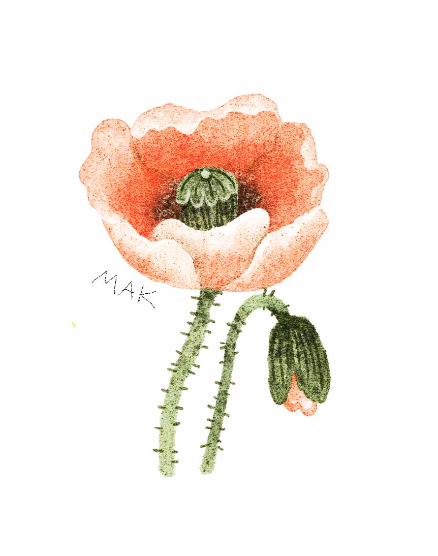 Ботанические иллюстрации — Изображение №1 — Иллюстрация, Графика на Dprofile