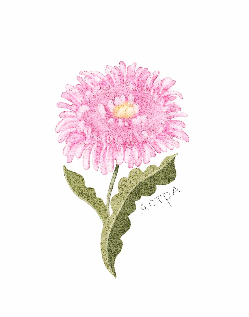 Ботанические иллюстрации — Изображение №21 — Иллюстрация, Графика на Dprofile