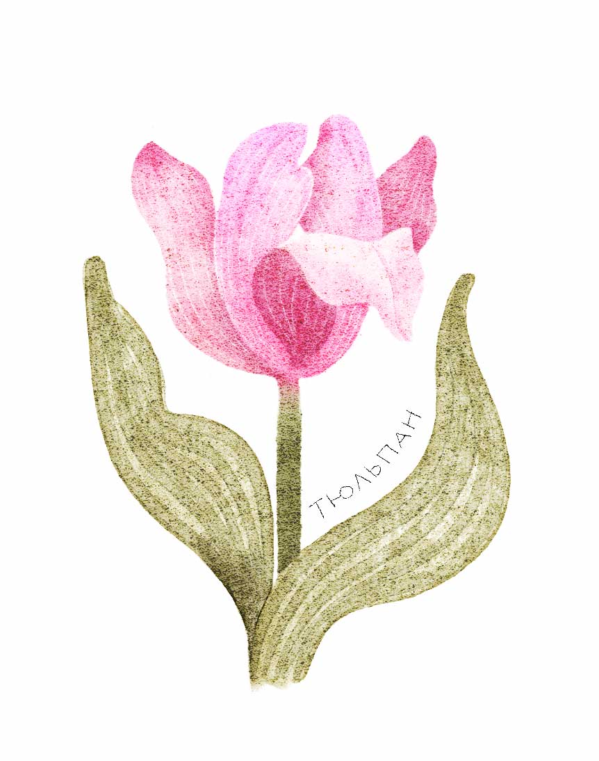 Ботанические иллюстрации — Изображение №13 — Иллюстрация, Графика на Dprofile