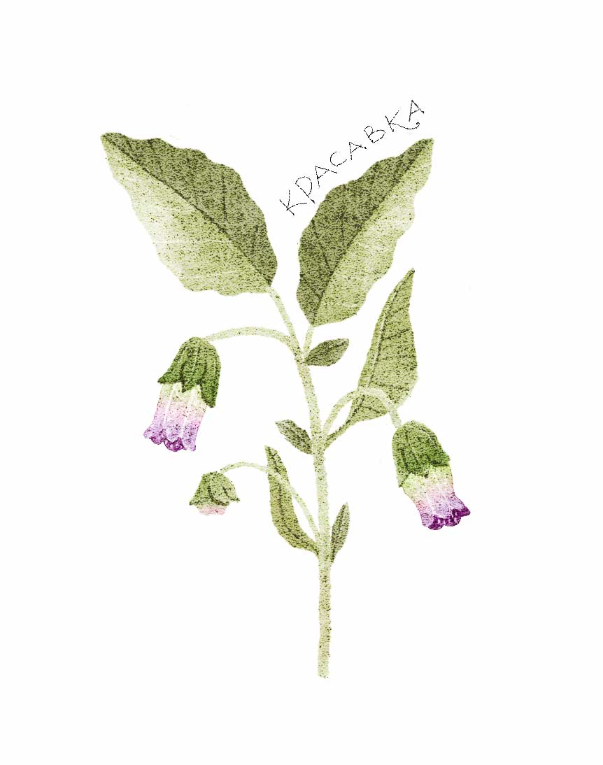 Ботанические иллюстрации — Изображение №12 — Иллюстрация, Графика на Dprofile