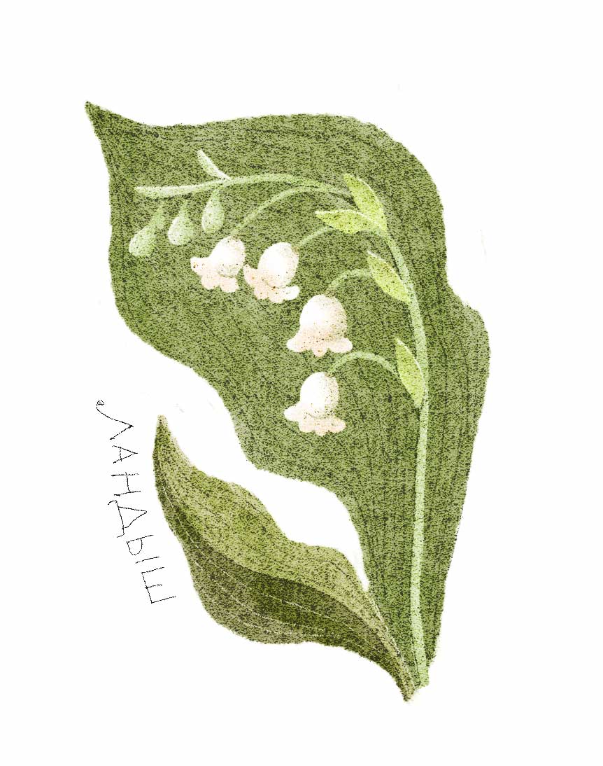 Ботанические иллюстрации — Изображение №30 — Иллюстрация, Графика на Dprofile