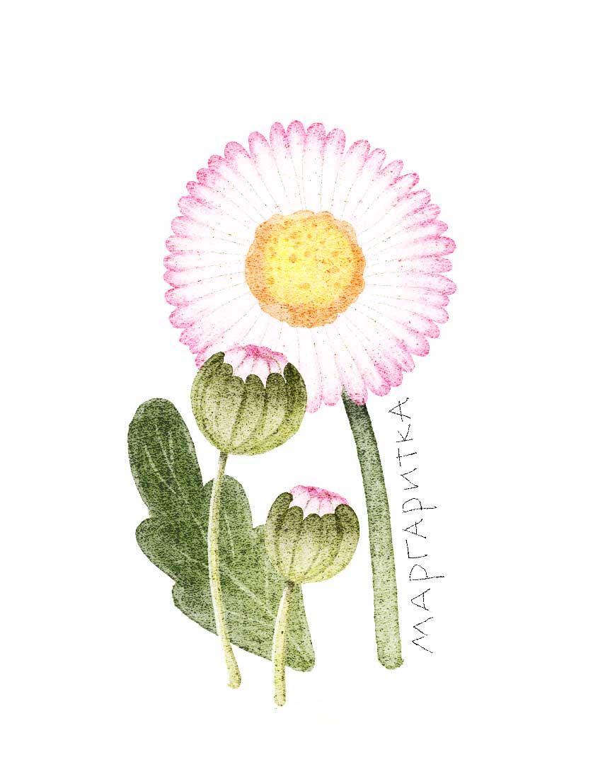 Ботанические иллюстрации — Изображение №34 — Иллюстрация, Графика на Dprofile