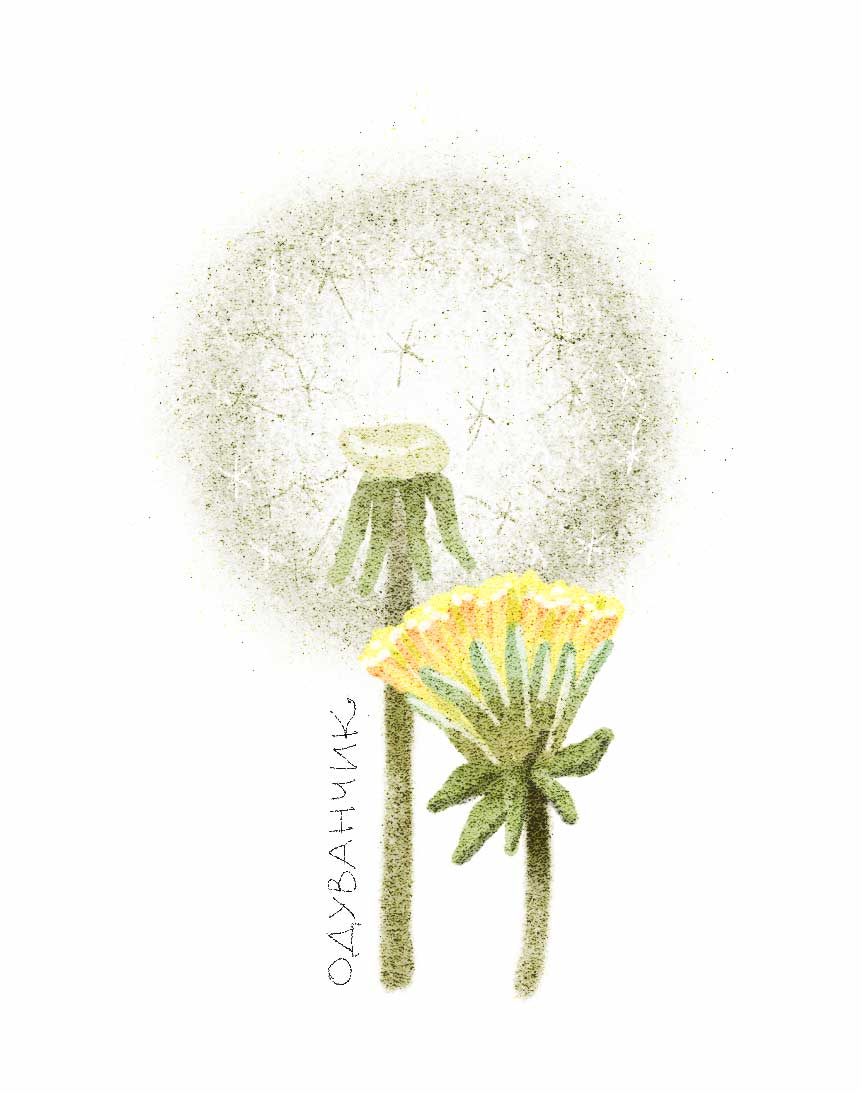 Ботанические иллюстрации — Изображение №35 — Иллюстрация, Графика на Dprofile