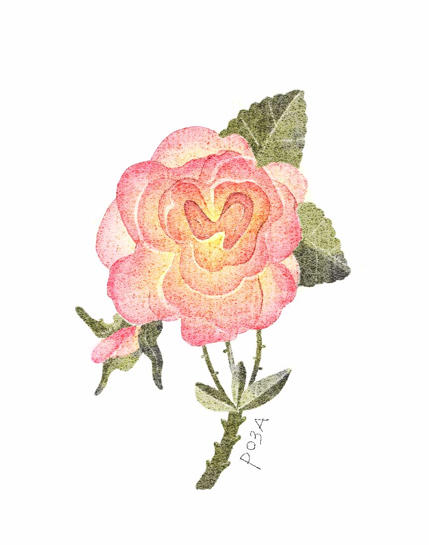 Ботанические иллюстрации — Изображение №24 — Иллюстрация, Графика на Dprofile