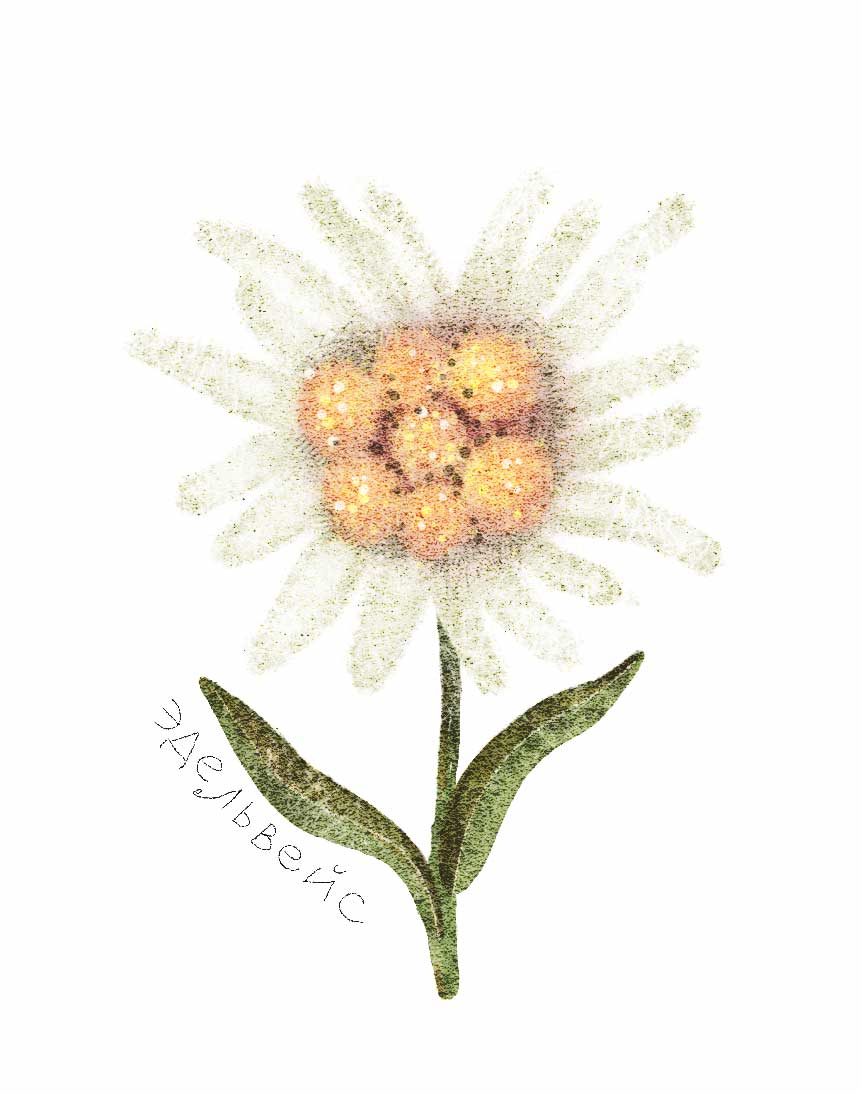 Ботанические иллюстрации — Изображение №11 — Иллюстрация, Графика на Dprofile