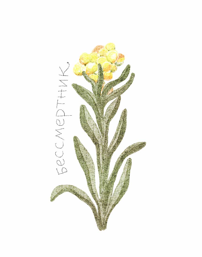 Ботанические иллюстрации — Изображение №42 — Иллюстрация, Графика на Dprofile