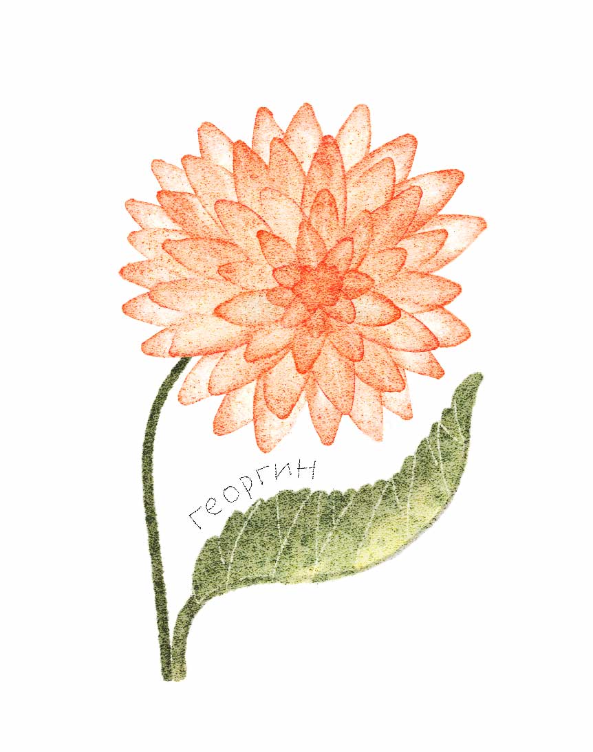 Ботанические иллюстрации — Изображение №22 — Иллюстрация, Графика на Dprofile