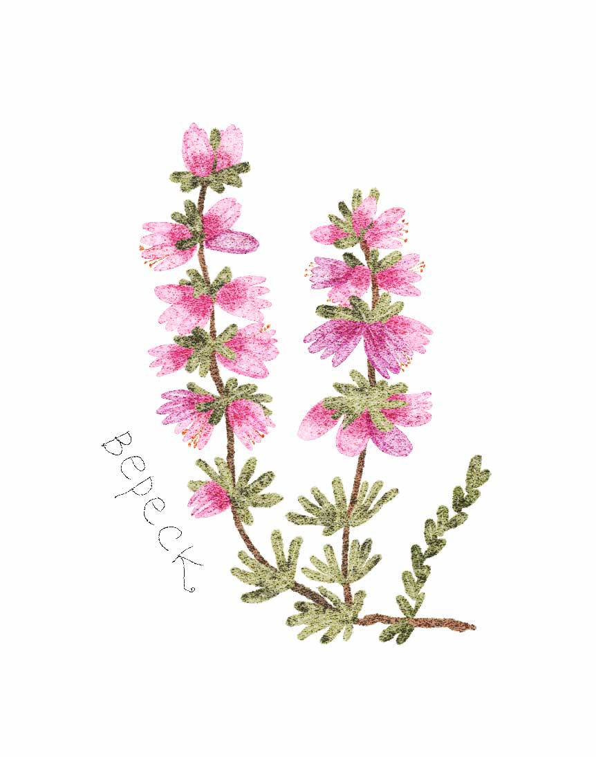 Ботанические иллюстрации — Изображение №4 — Иллюстрация, Графика на Dprofile