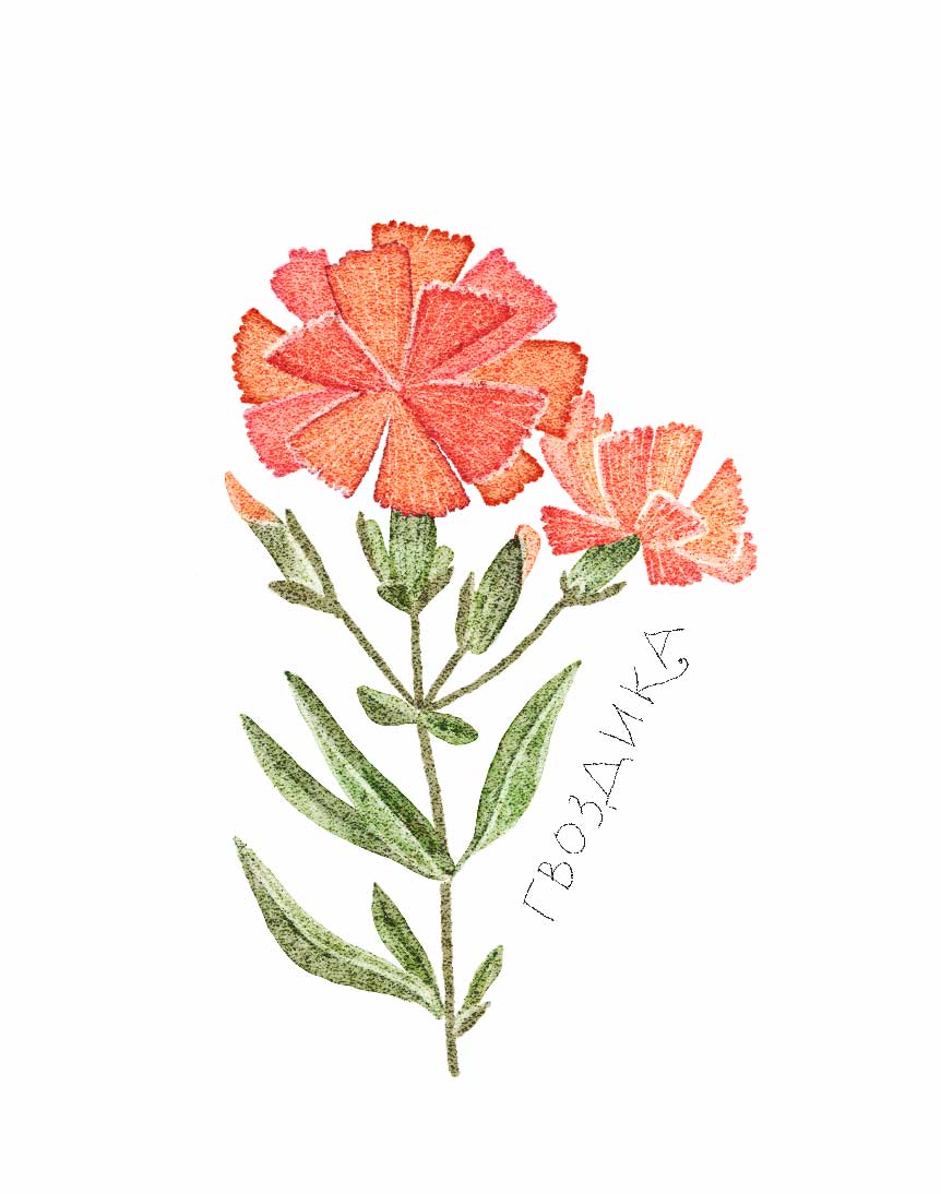 Ботанические иллюстрации — Изображение №44 — Иллюстрация, Графика на Dprofile