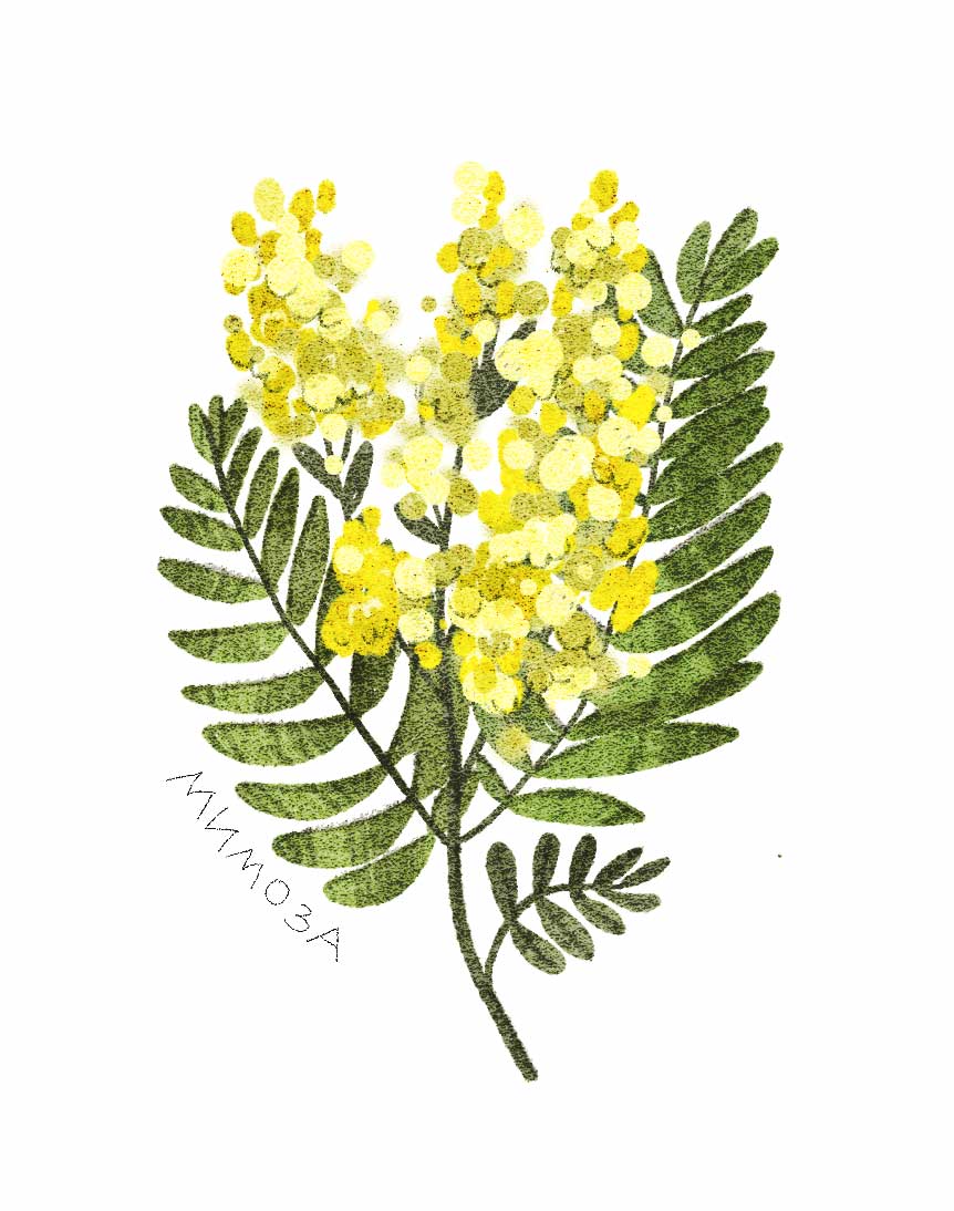 Ботанические иллюстрации — Изображение №16 — Иллюстрация, Графика на Dprofile