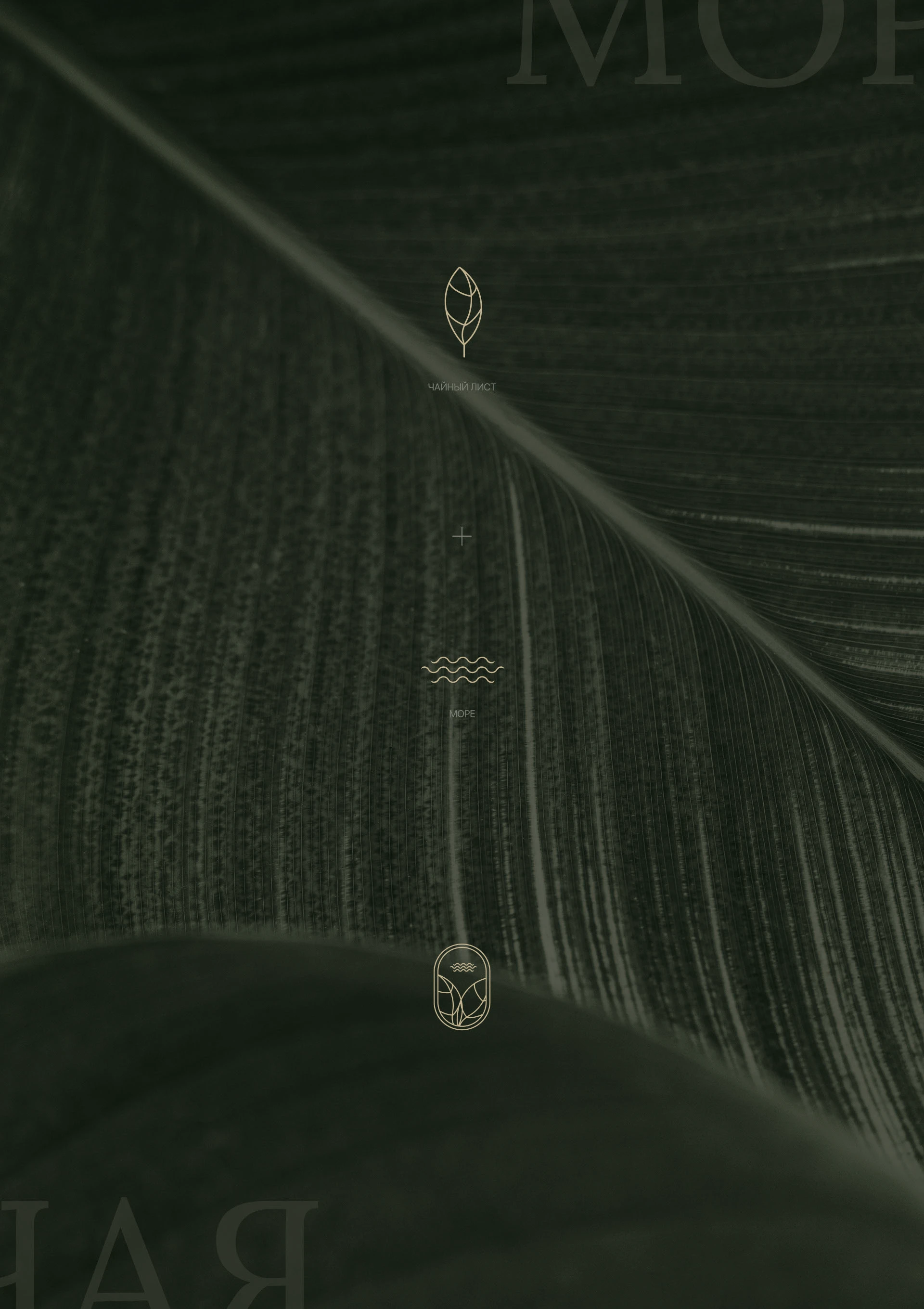 Ребрендинг магазинов чая — Изображение №4 — Брендинг на Dprofile