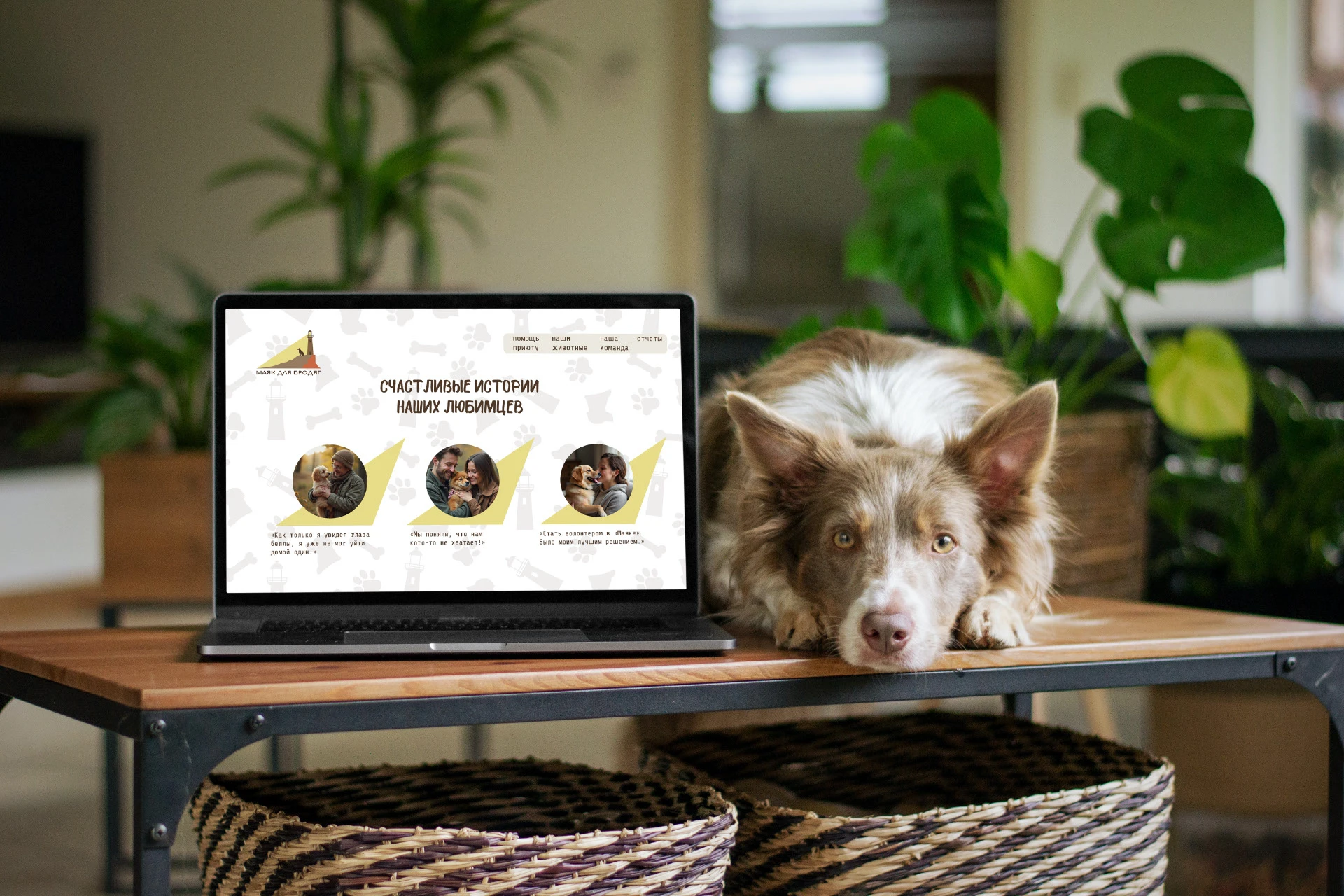 ЛОГО ФИРСТИЛЬ ПРИЮТ ДЛЯ СОБАК БЛАГОТВОРИТЕЛЬНОСТЬ — Изображение №20 — Брендинг на Dprofile