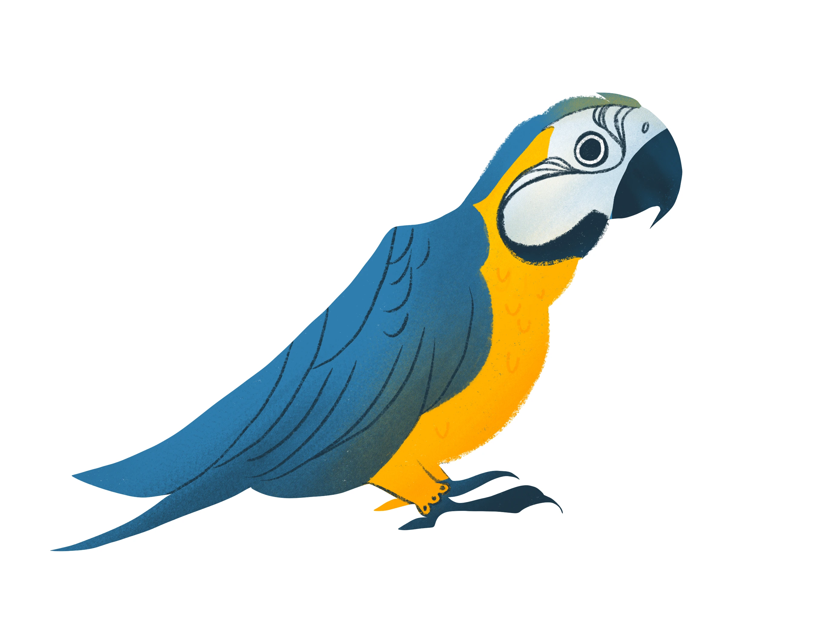 Ослиная шкура — Изображение №3 — Иллюстрация на Dprofile