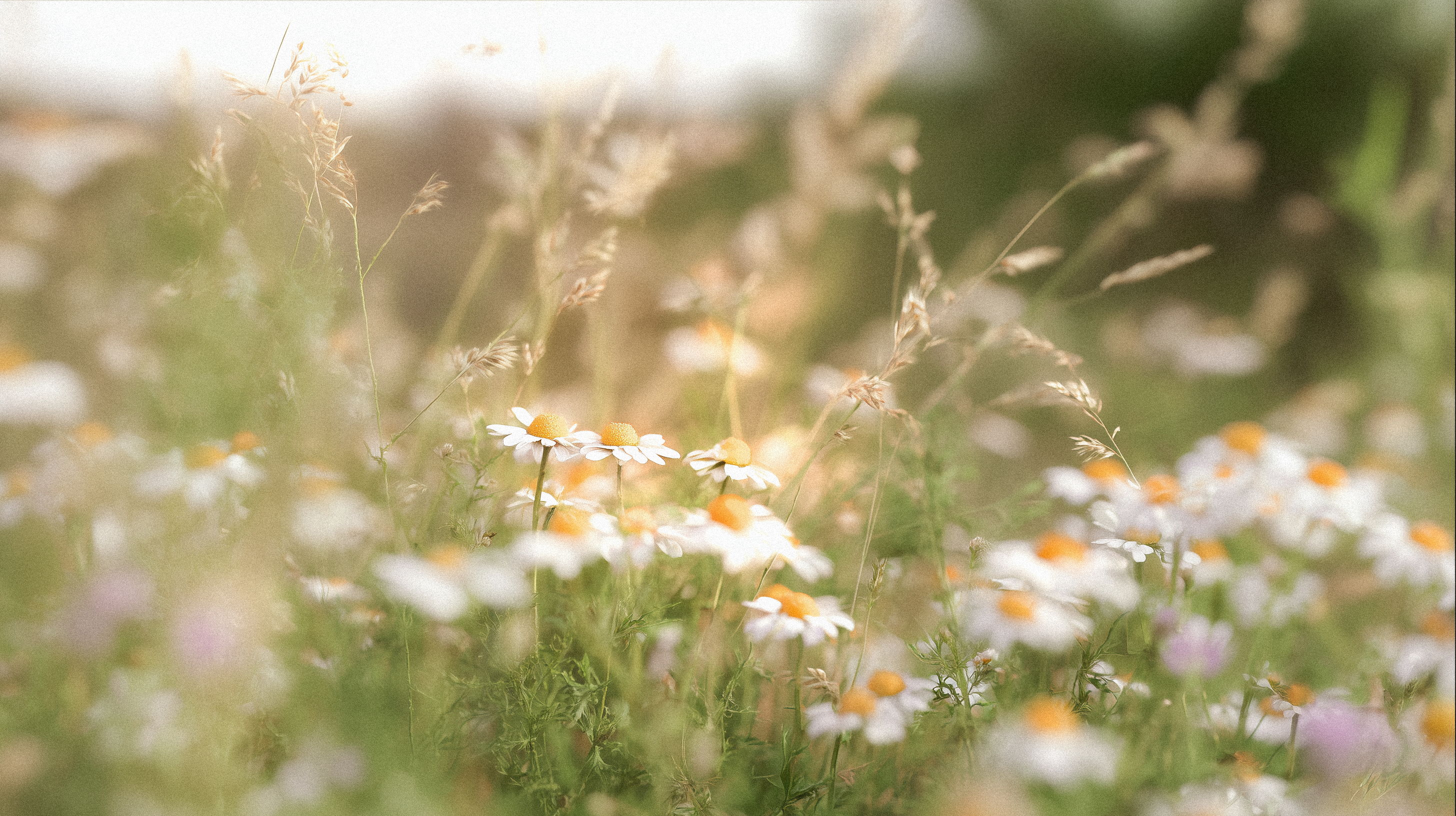 Lunaria — Изображение №14 — Интерфейсы, Брендинг на Dprofile