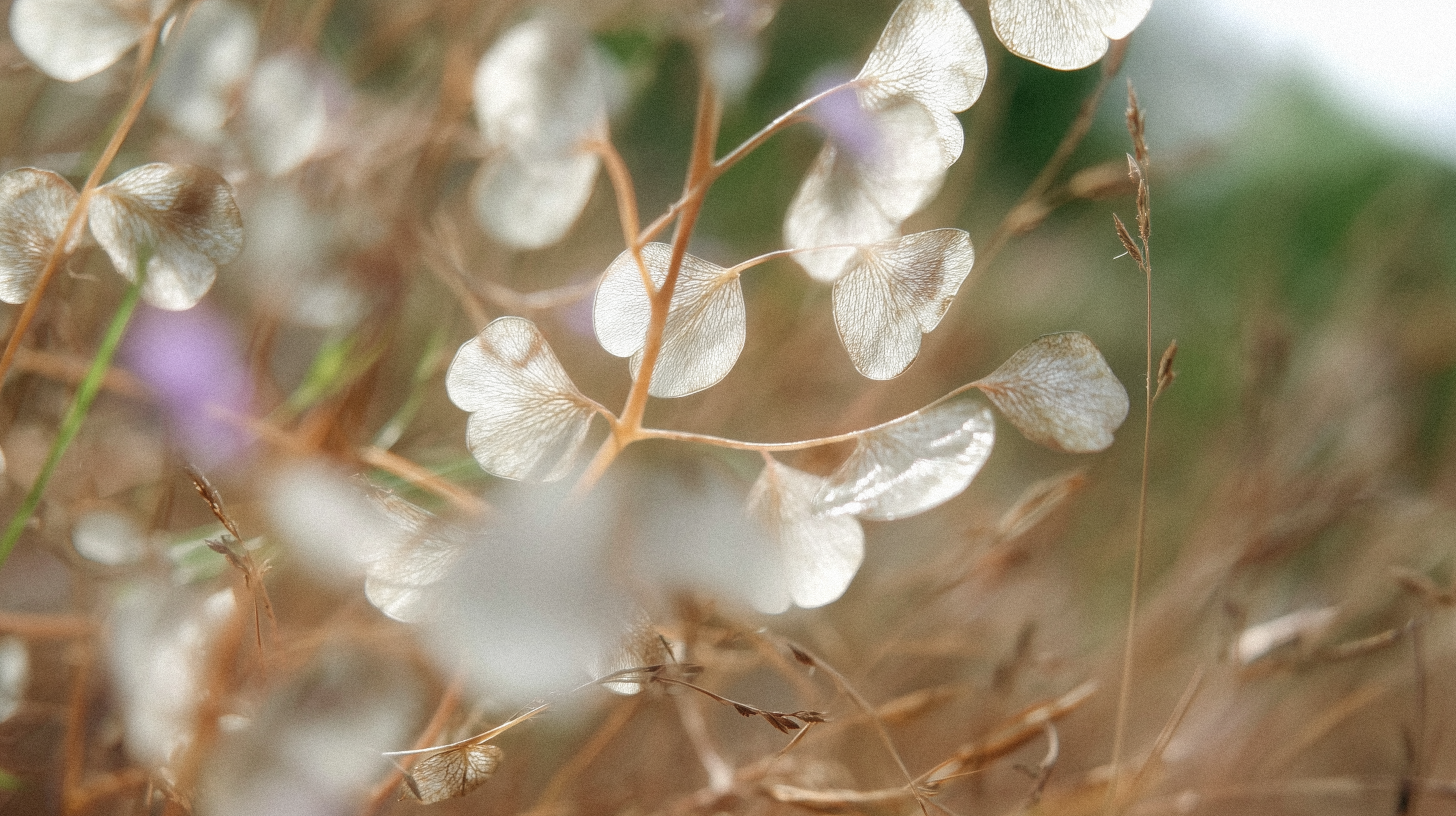 Lunaria — Изображение №12 — Интерфейсы, Брендинг на Dprofile