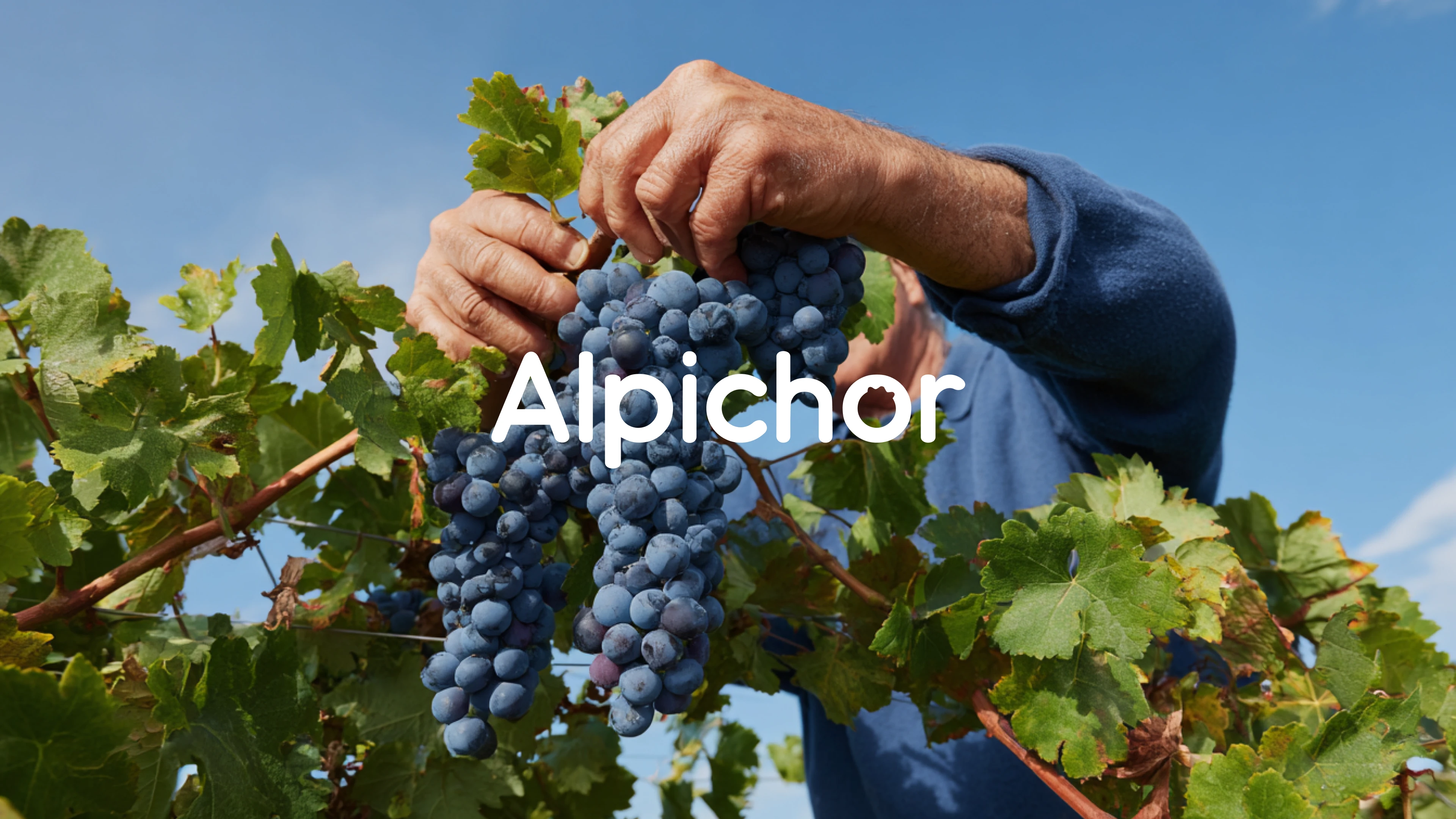 Фирменный стиль для бренда фруктов | Логотип — Изображение №2 — Брендинг на Dprofile