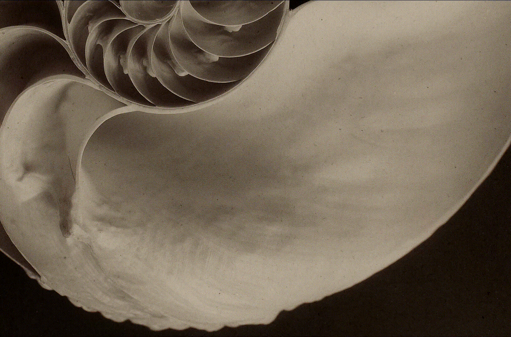 MAREÉ / Фирменный стиль — Изображение №1 — Брендинг на Dprofile