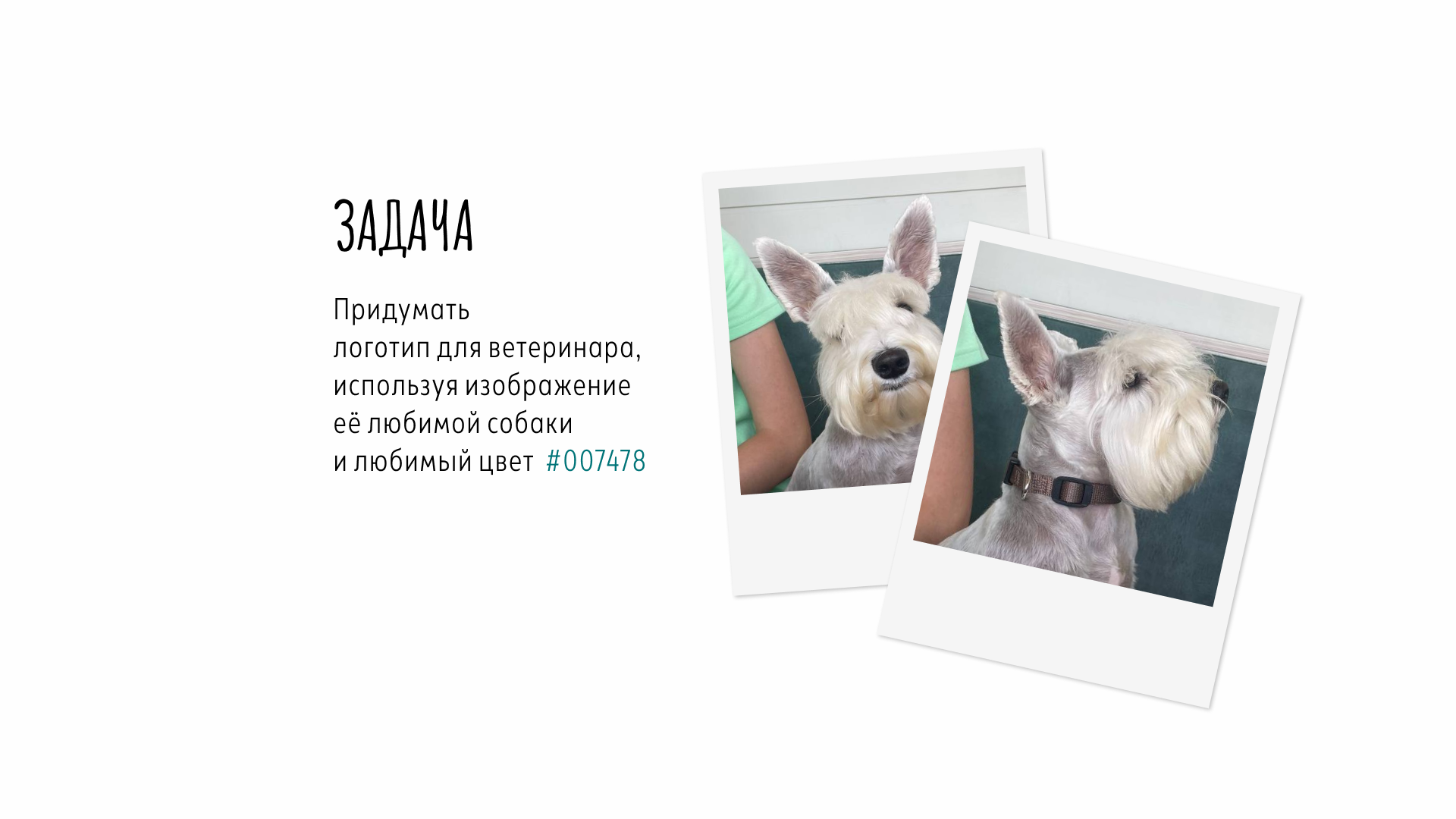 Логотип для ветерина — Изображение №2 — Брендинг на Dprofile