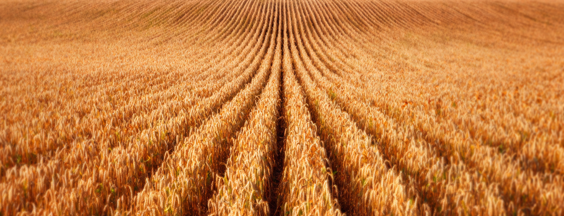 Крупы и макароны Richfield — Изображение №6 — Брендинг на Dprofile