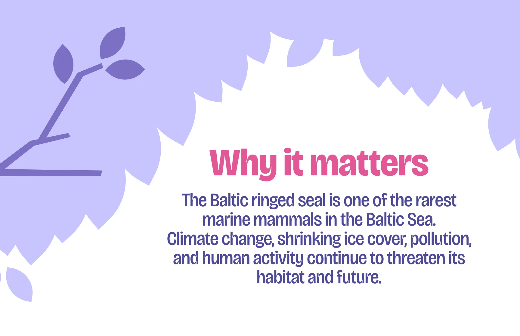 BALTIC SEALS | ILLUSTRATED LANDING — Изображение №1 — Интерфейсы, Иллюстрация на Dprofile