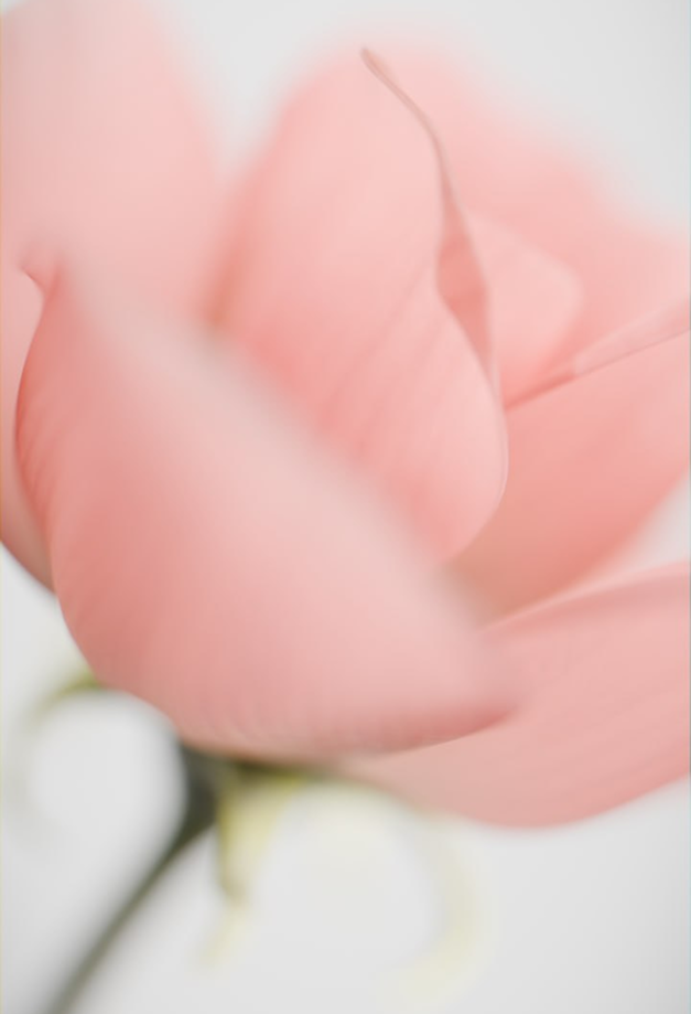 Серьги-пусеты «Цветение розы» от LIME — Изображение №3 — 3D, Анимация на Dprofile