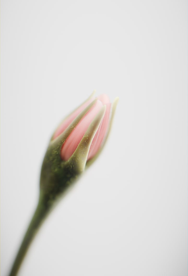 Серьги-пусеты «Цветение розы» от LIME — Изображение №2 — 3D, Анимация на Dprofile